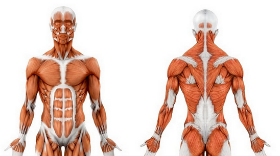 [Станислав Дробышевский] [Архэ] Анатомия человека._0.png